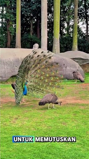 unique way peacocks attract females #informative #uniquefacts