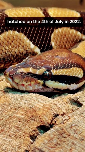🐍🍩 Meet Donut, one of our amazing ambassador ball pythons! 💚