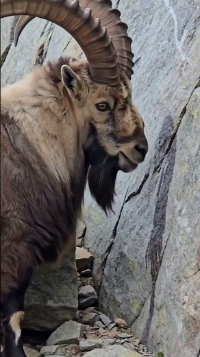 Why Do Ibex Lick This Cliff? 🐐🪨