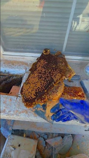 Hidden Beehive Behind A Stucco Wall?! | #bees #shorts #nature