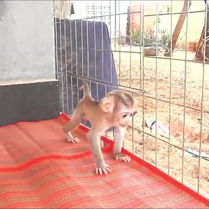 7.9K views · 385 reactions | Lil Doddy Humorous Stunned Playful On The Fence Part 15 | Monkey Wild | Facebook