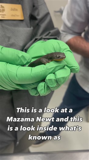 Saving Crater Lake's newts at the Oregon Zoo
