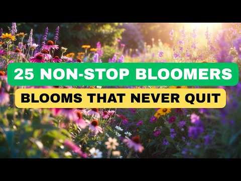 Top 25 Best Longest Blooming Perennial Flowers that Deliver Months of Continuous Blooms.