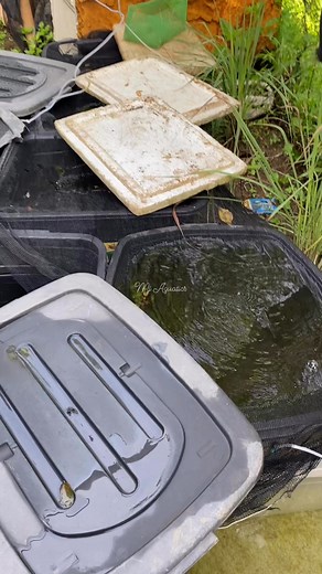 8.4K views · 74 reactions | Feeding frozen dapnia #fbreels #isdangmaot #BULINGITLINE #fb #tips #fishkeeper #hobby #fish #molly #feeding | Mj Aquatics Bulingit Line | Facebook