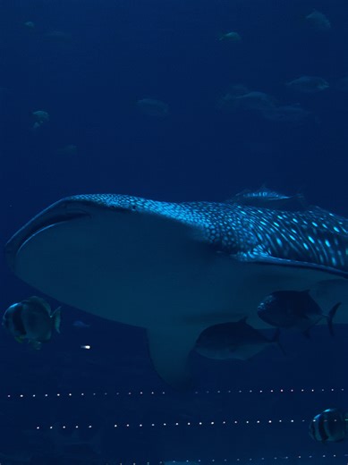 Whale Shark Encounter at Georgia Aquarium