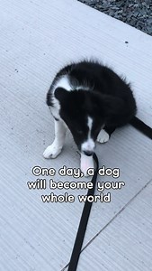 10K views · 5.6K reactions | Oh, how you’ll try. And try. And try....