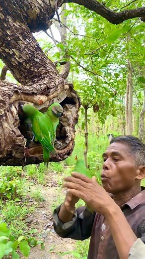 A older man see and play with parrots on tree hole . . . #tree #birdnest #birdsbeauty #nature #parrot #birds #wildlife #pet #reelsfbシ #fbpost2024 #reelsvideoシ #birdlife #parrotlife #parotlive #feedparrot #birdlife #birdsofinstagram #parrotsofinstagram | Peaches Bell
