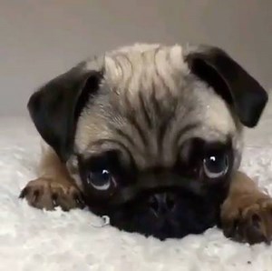 53K views · 5.1K reactions |  via instagram.com/jacksonjunior.pug | I Love My Pug | Facebook