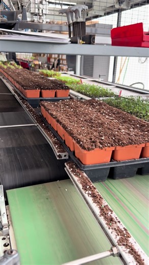 Transplanting Swiss Chard: From Plug Trays to Pints