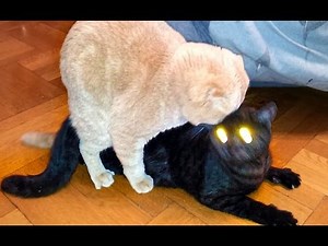Cats Mating. Emil & Black Cat with Demon's Eyes