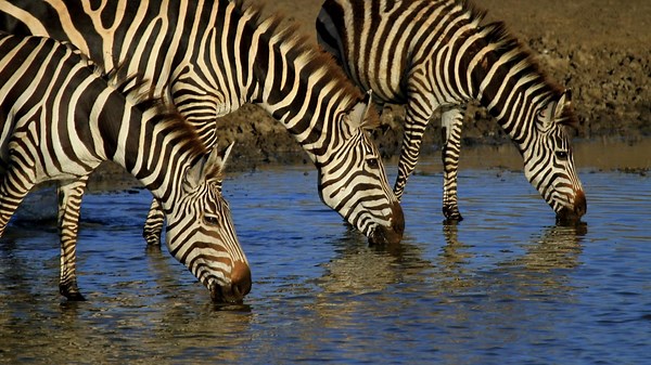 Most Unexpectedly Amazing Wildlife Experiences