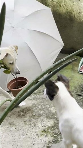 Dog Picks Her Favorite Plant
