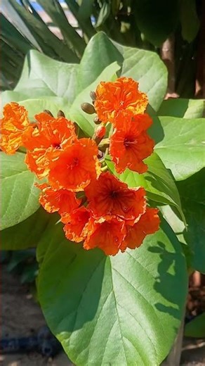 main us zamane ka muntazir hu