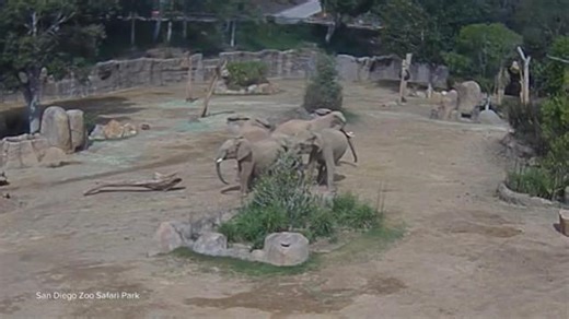 Elephants at San Diego Zoo form 'alert circle' during earthquake