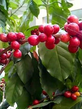 Ripe Coffee Fruit- Coffee Cherries on a Coffee Tree