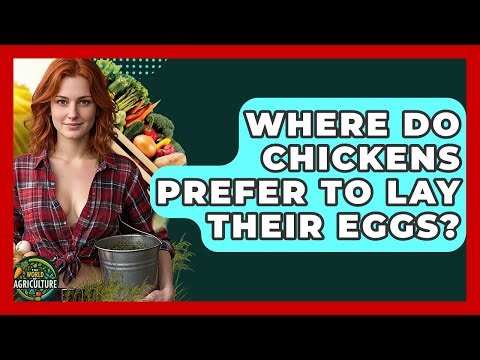 Where Do Chickens Prefer To Lay Their Eggs? - The World of Agriculture