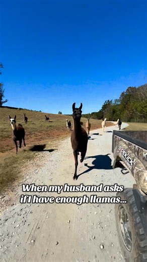 🍭🦙🍫 What we imagine the trick-or-treaters are going to look like this weekend! #llama #more #britneyspears #humor #fyp #Atlantasafaripark #Georgia #family #trickortreat | Atlanta Safari Park