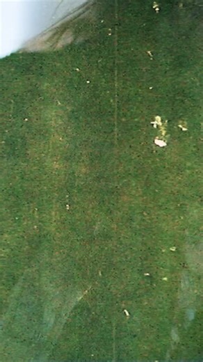 525 reactions · 10 comments | Love is just a loaded gun... | Machine Head | Facebook