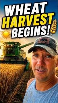 Wheat Harvest Begins! 🌾 First Load of Wheat & Combine Ready to Roll!
