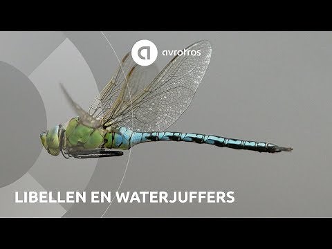 Wild in Nederland: libellen en waterjuffers