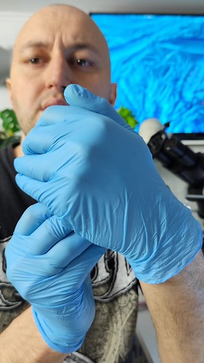 Exploring Leaf Structure Under a Microscope