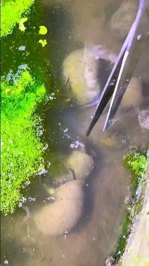 The golden apple snail is an invasive species that poses a threat to rice field