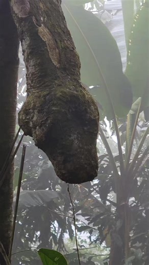 Cây Biến Dạng Như Rắn Khổng Lồ