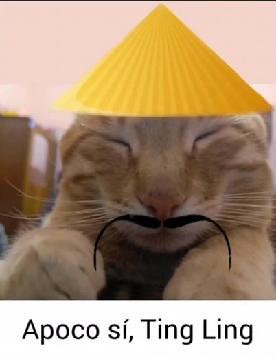 Bienvenido a la Dinastía China: Memes y Gatos Chinos
