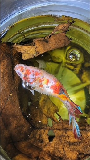 “How to Treat Dropsy in Betta Fish.😱😰🤔✅