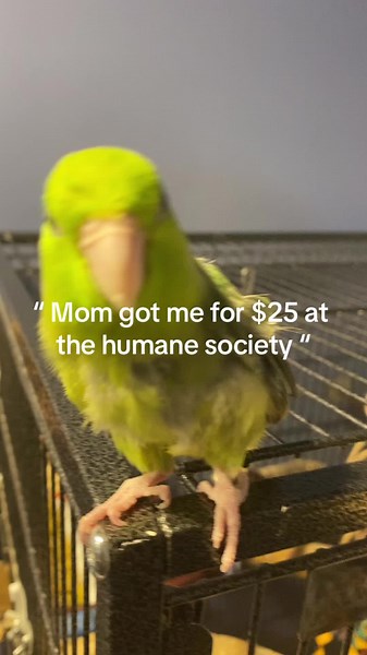 how much did you pay for you most expensive/cheapest pets/birds? #smallanimals #bird #antiwingclipping #parrot #greencheekconure #conure #parrotlet