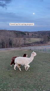 1.3K views · 29 reactions | We were so excited to hear the spring...