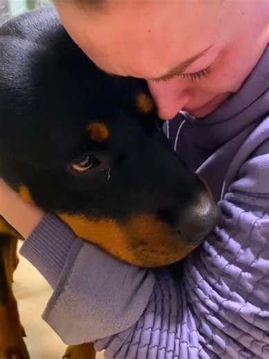 Emotional Dog Shelter Rescue: Wheelchair Rottweiler's Journey