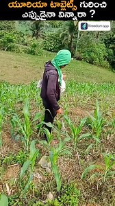 Do You Know About Urea Tablets 😨 #reels #ureatablet #ureafertilizer #urea #farmyields | Boss Wallah Farming Telugu