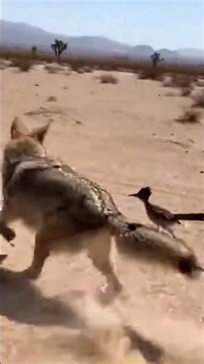 Road Runner vs Coyote