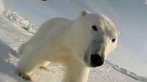Polar bears will struggle to survive if climate change continues, according to a new US government report. Researchers wanted to better understand how these animals are coping with declines in Arctic sea ice, so they used a camera to get a bear's-eye view. http://cnn.it/2jzRie9 | CNN