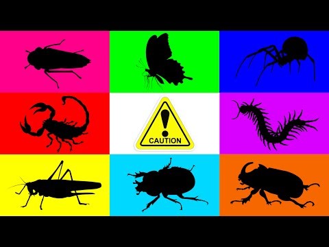 Insect: Leaf Hopper, Spider, Butterfly, Katydid, Scarab Beetle, Centipede, Pac Man Frog, Scorpion
