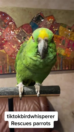 Training a Yellow Naped Amazon Parrot to Talk on Cue