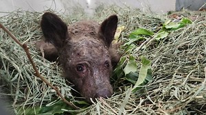 Watch How a California Zoo Nurses Orphaned Bear Cub Found Wandering in a Shop