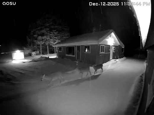 🦌 **Our Most Loyal Returning Guests** 🦌 At Trout Lake Resort, some of our most faithful “customers” come back year after year—and they never make a reservation 😉 The deer know a good place when they see one. Familiar trails, peaceful surroundings, and plenty of reasons to return season after season. We’re always happy to see these familiar faces roaming the grounds again. You'll likely see them at your next visit! Troutlakeresortmi.com or call 906-298-2617 | Trout Lake Resort-Michigan