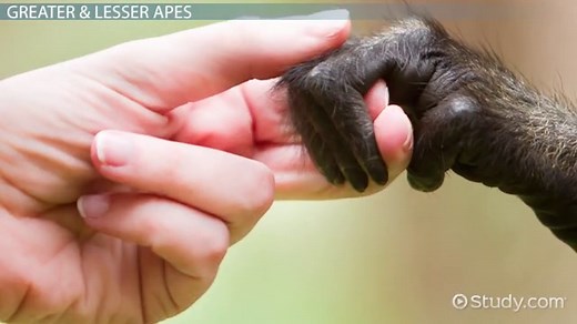 Ape Definition, Types & Classification