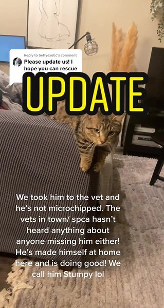 Finding a Home for Stumpy the Lost Pet