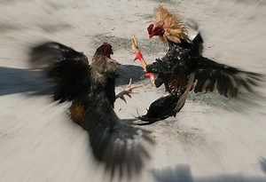 Critique of Clifford Geertz's Research Methods in  Deep Play: Notes on the Balinese Cock-fight,