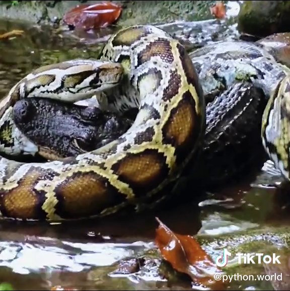Anaconda hunting crocodile😱 #wildanimals #anaconda #crocodile #animals