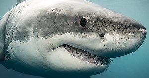 The race to find a (reliable) shark repellent