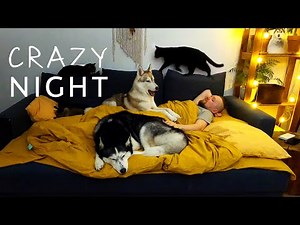What Sleeping With Three Huskies And Three Cats Is Like