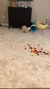 228K views · 1.5K reactions | I gave Walter 60 catnip puffballs for his birthday. I was prepared for insanity, but I wasn’t prepared for Baxter. ❤️❤️❤️ | Cubby and Friends | Facebook