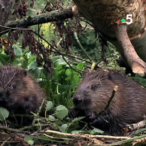 91K views · 656 reactions | « Les barrages sont un véritable cancer pour l'environnement. » Sur les rives du Danube, l'Homme a profondément bouleversé les écosystèmes... « Le retour de l'Europe sauvage : le delta du Danube », à revoir sur france.tv ►bit.ly/ES-Danube | France tv nature | Facebook