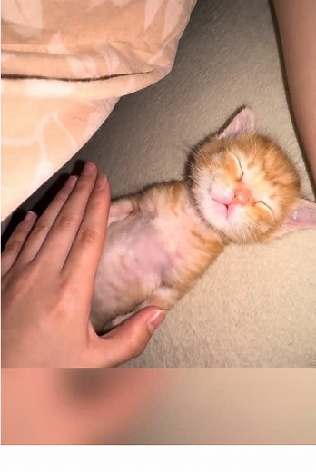 Adorable Kittens Sleeping Peacefully