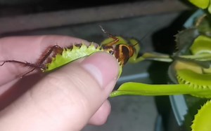 厕所里发现蟑螂？加餐啦！