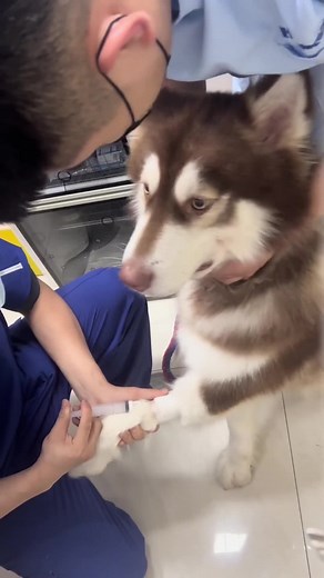 Pets Waking Up from Anesthesia: Funny Moments